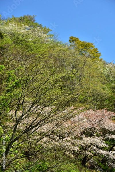 Fototapeta 満開の桜に出会える最明寺史跡公園（至福の春の時間）