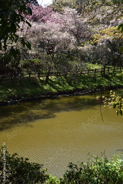 Obraz 満開の桜に出会える最明寺史跡公園（至福の春の時間）