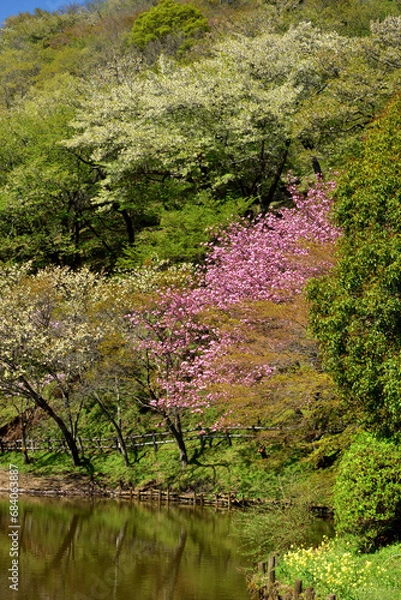 Fototapeta 満開の桜に出会える最明寺史跡公園（至福の春の時間）
