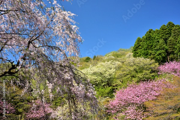 Fototapeta 満開の桜に出会える最明寺史跡公園（至福の春の時間）