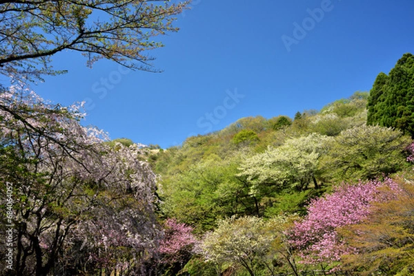 Obraz 満開の桜に出会える最明寺史跡公園（至福の春の時間）