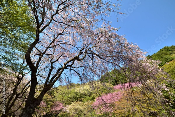 Fototapeta 満開の桜に出会える最明寺史跡公園（至福の春の時間）
