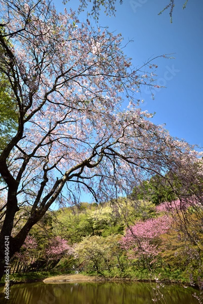 Fototapeta 満開の桜に出会える最明寺史跡公園（至福の春の時間）