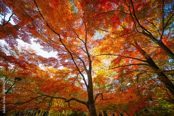 Fototapeta 日本の秋、森の赤い紅葉、午後の日差しの木漏れ日