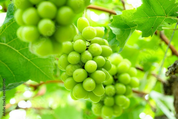 Obraz シャインマスカット３