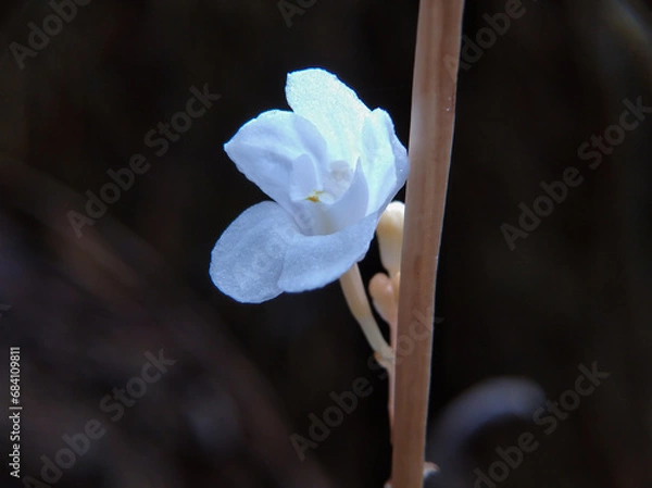 Fototapeta Didymoplexis pallens flowers or crystal bells are also called mycotrophic orchids
