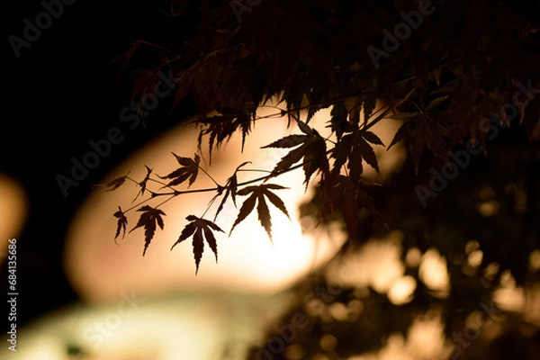 Fototapeta バックライトでシルエットが浮かび上がるモミジ