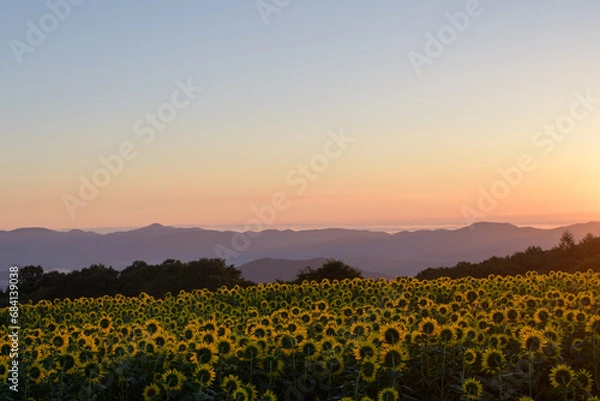 Fototapeta 朝焼けに染まる空と満開のひまわり畑