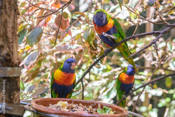 Obraz Parrots, Loro Park, Tenerife