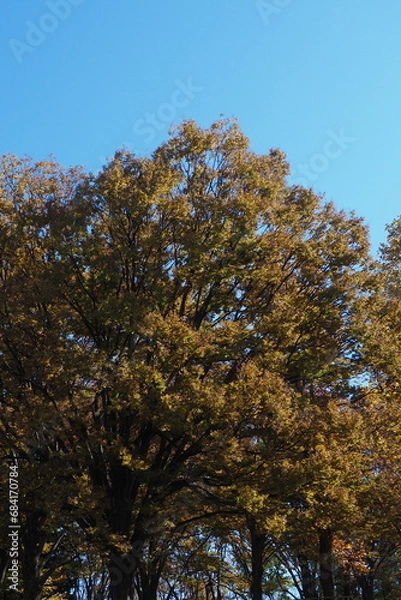 Obraz OLYMPUS DIGITAL CAMERA