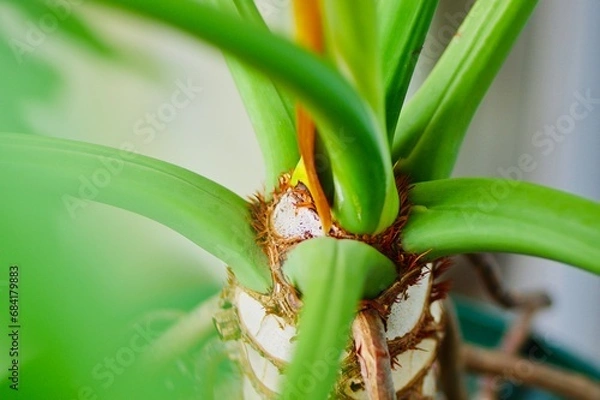 Fototapeta 室内園芸のイメージ〜フィロデンドロン・セロームのクローズアップ