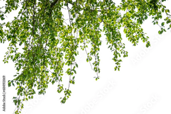 Fototapeta tree branch with green lush foliage in sunshine isolated on transparent background, natural texture overlay decoration of natural leaves