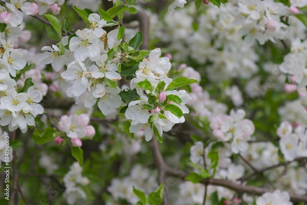 Obraz Blossoming apple fruit tree.