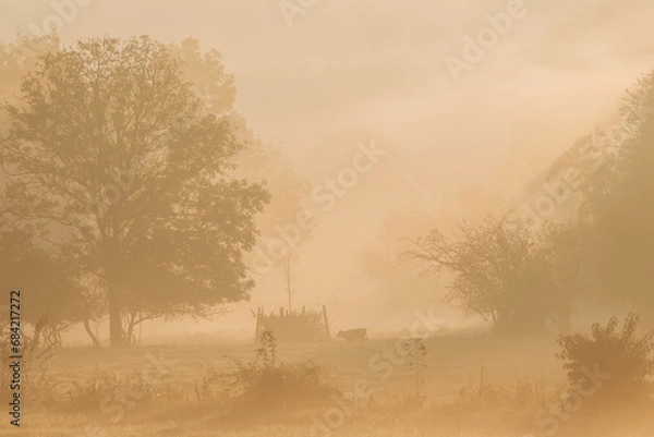 Fototapeta Landscape with grazing cows in a countryside with trees and grass covered with dewdrops and morning fog in Bad Pyrmont, Germany.