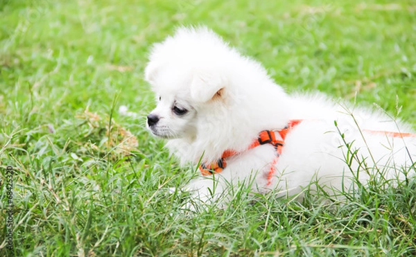 Obraz WHEN MY PET NEED TO RELAX TIME.