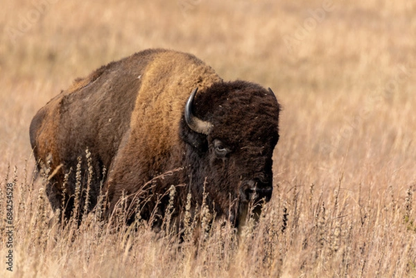 Obraz American Bison