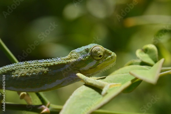 Fototapeta chameleon on a tree
