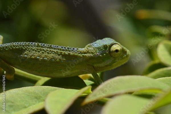 Fototapeta Cape dwarf chameleon