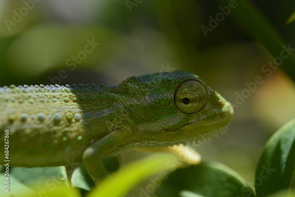 Fototapeta green chameleon on a branch
