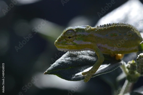 Fototapeta closeup of a chameleon