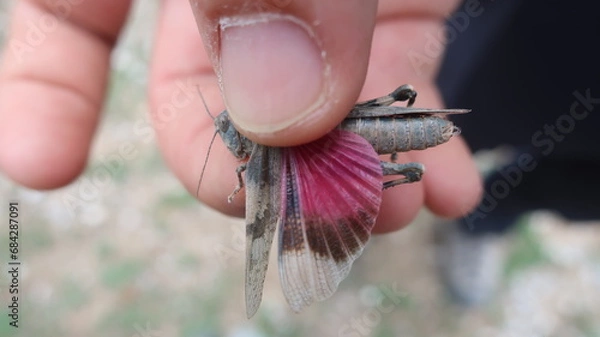 Obraz Rotflügelige Ödland Schrecke