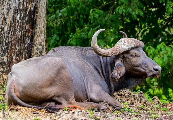Obraz buffalo, a very aggressive animal 