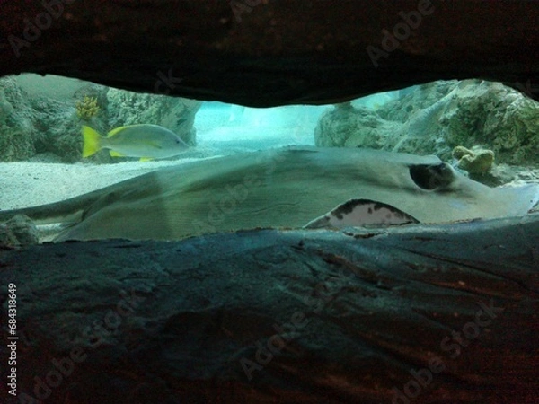 Obraz fish in aquarium