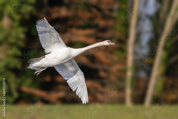 Obraz Mute swan in flight