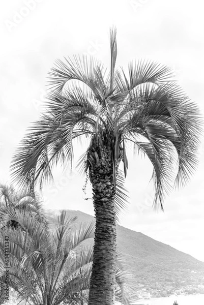 Fototapeta date palm tree in black and white image. Elegant tropical plants