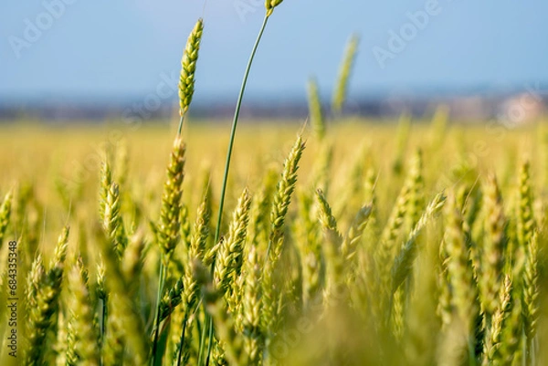 Fototapeta Wheat, wheat field during early summer in the Canadian countryside. Agriculture wheat close up. View of the wheat farm. Food concept. Shallow field of view.