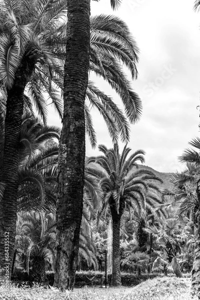Fototapeta tall palm trees on a summer day in black and white image. Background photo for the poster