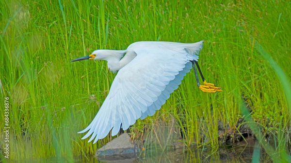 Obraz Snowy White Egret