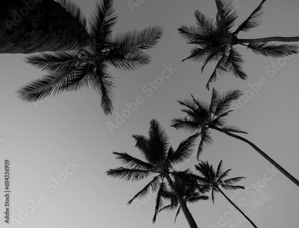 Obraz palm tree silhouette