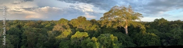 Fototapeta canopy of amazon rainforest panorama in tambopata: tree cover from observation tower at sunrise