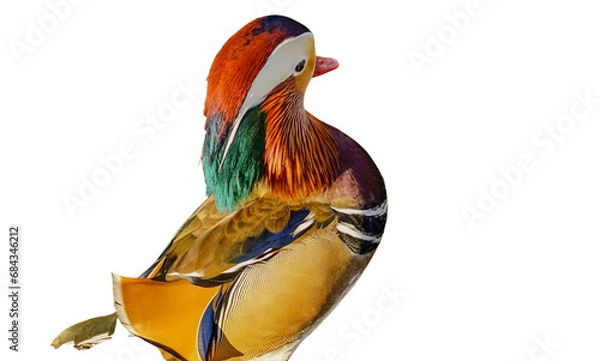 Obraz Mandarin duck on a white background