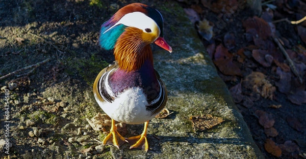 Obraz Mandarin duck in the park