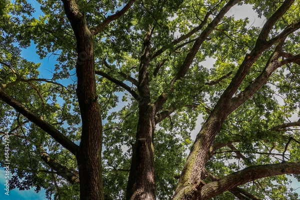 Fototapeta A beautiful spreading crown of an oak tree