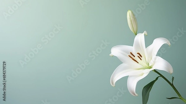 Obraz A pristine white lily with an uncluttered background, suitable for text addition.