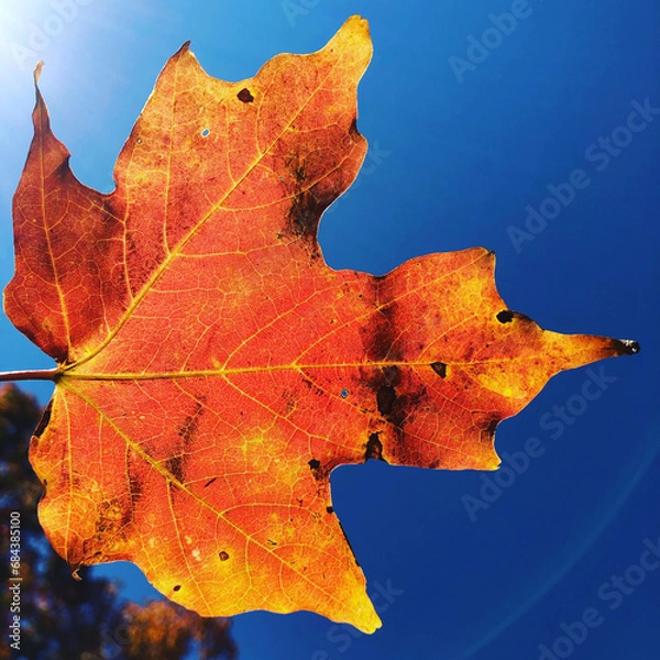 Fototapeta autumn maple leaf