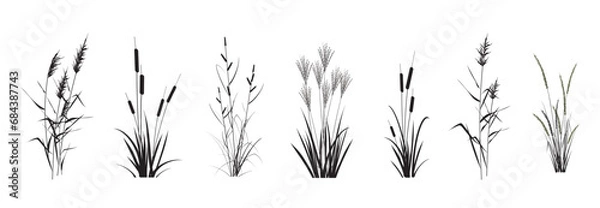 Fototapeta Marsh (pond, river) coastal plants - cattail, reed, cane, miscanthus, sedge, сalamagrostis isolated on a white background. Vector silhouette drawings set.
