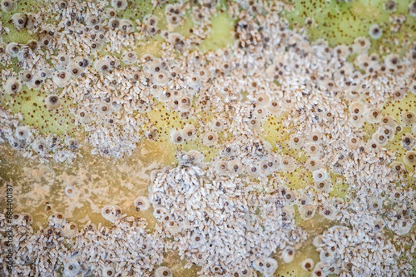 Fototapeta Surface of Opuntia cactus having problem with scale insect attached and sucking sap from this plant.