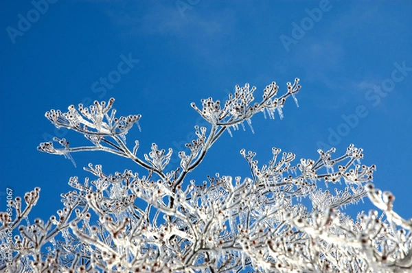 Obraz Ice covered tree