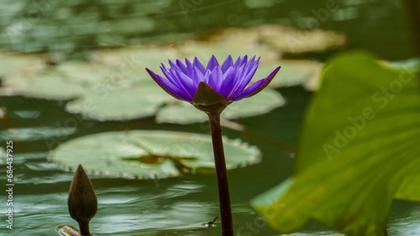 Obraz Purple lotus flowers are blooming in the pond