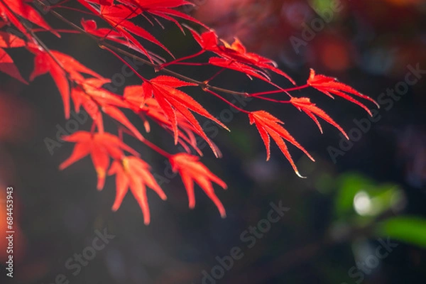 Fototapeta 赤、朱、黄に色づいた鮮やかな紅葉
タイトル変更