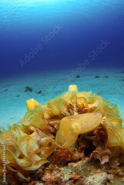 Obraz コブシメの赤ちゃん