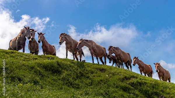 Obraz 都井岬の馬の群れ