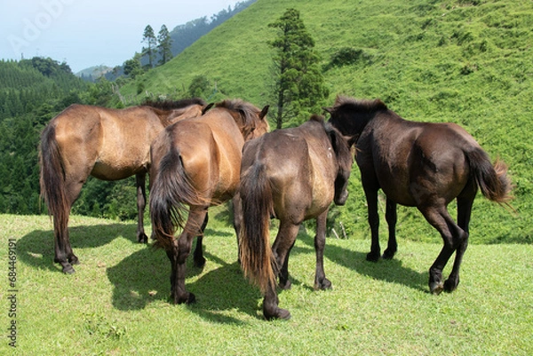 Obraz 都井岬の馬たちのお尻
