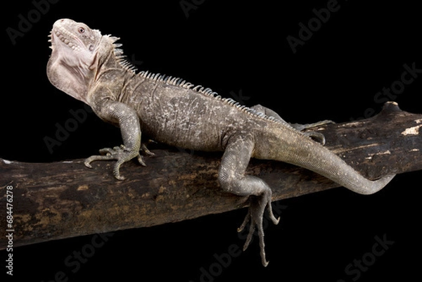 Fototapeta Lesser Antillean iguana (Iguana delicatissima)