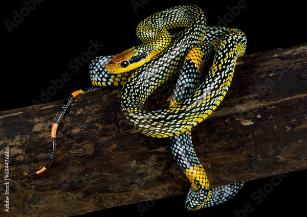 Obraz Rainbow tree snake (Gonyosoma margaritatus) 
