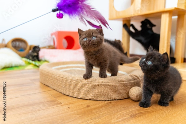 Fototapeta Group of Little British Shorthair kitten playing together in living room. Adorable domestic pet cat relaxing with owner family at home.